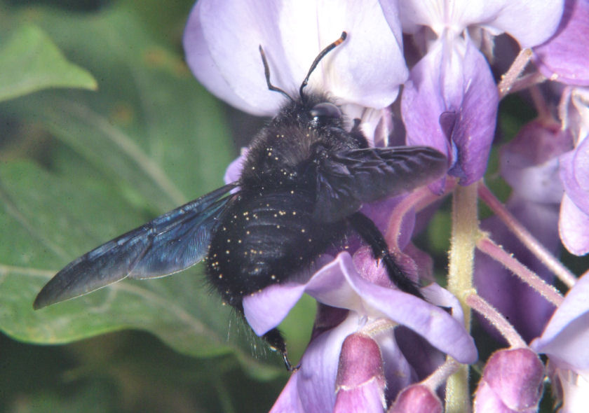 Apidae Xylocopinae: Xylocopa violacea (cf.)